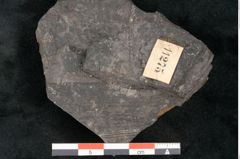 Foto (Detailansicht) von Sphenopteris obtusiloba Brongniart (NHMW-GEO-2024-0188-11275)